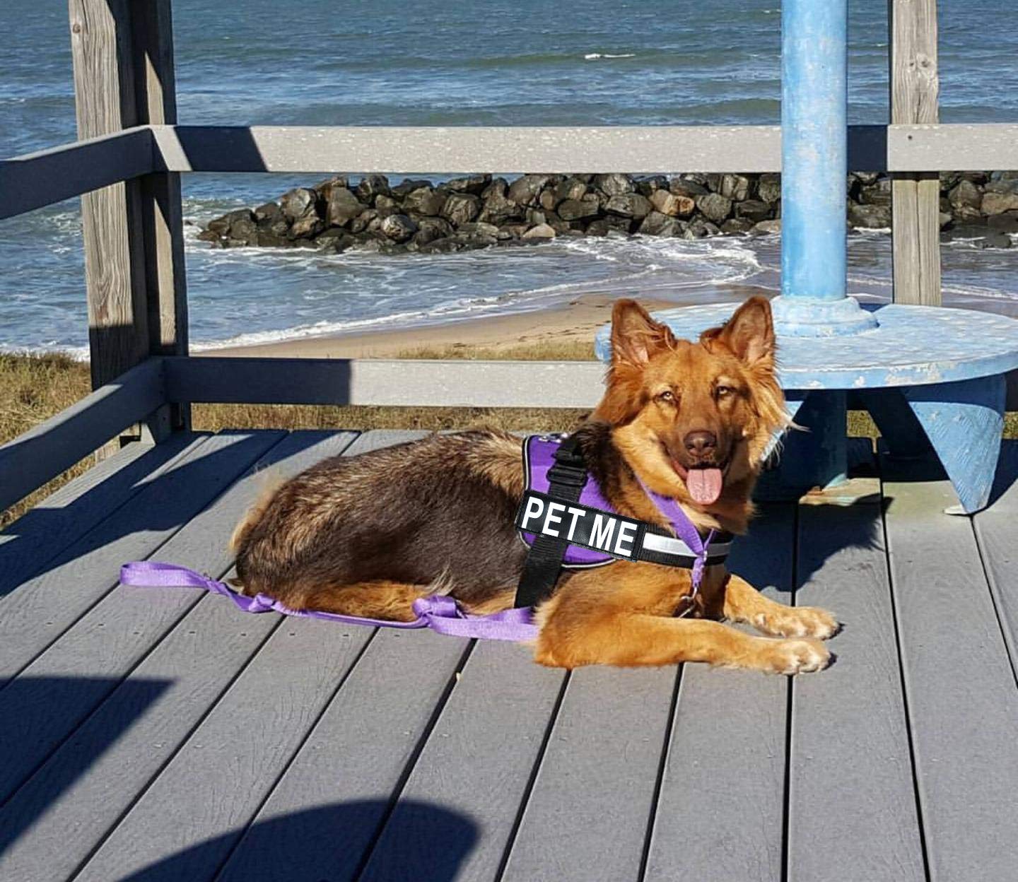 Doggie Stylz Adjustable Dog Harness with Removable Reflective Patches - Purple Pet Vest for Small to Medium Dogs (19