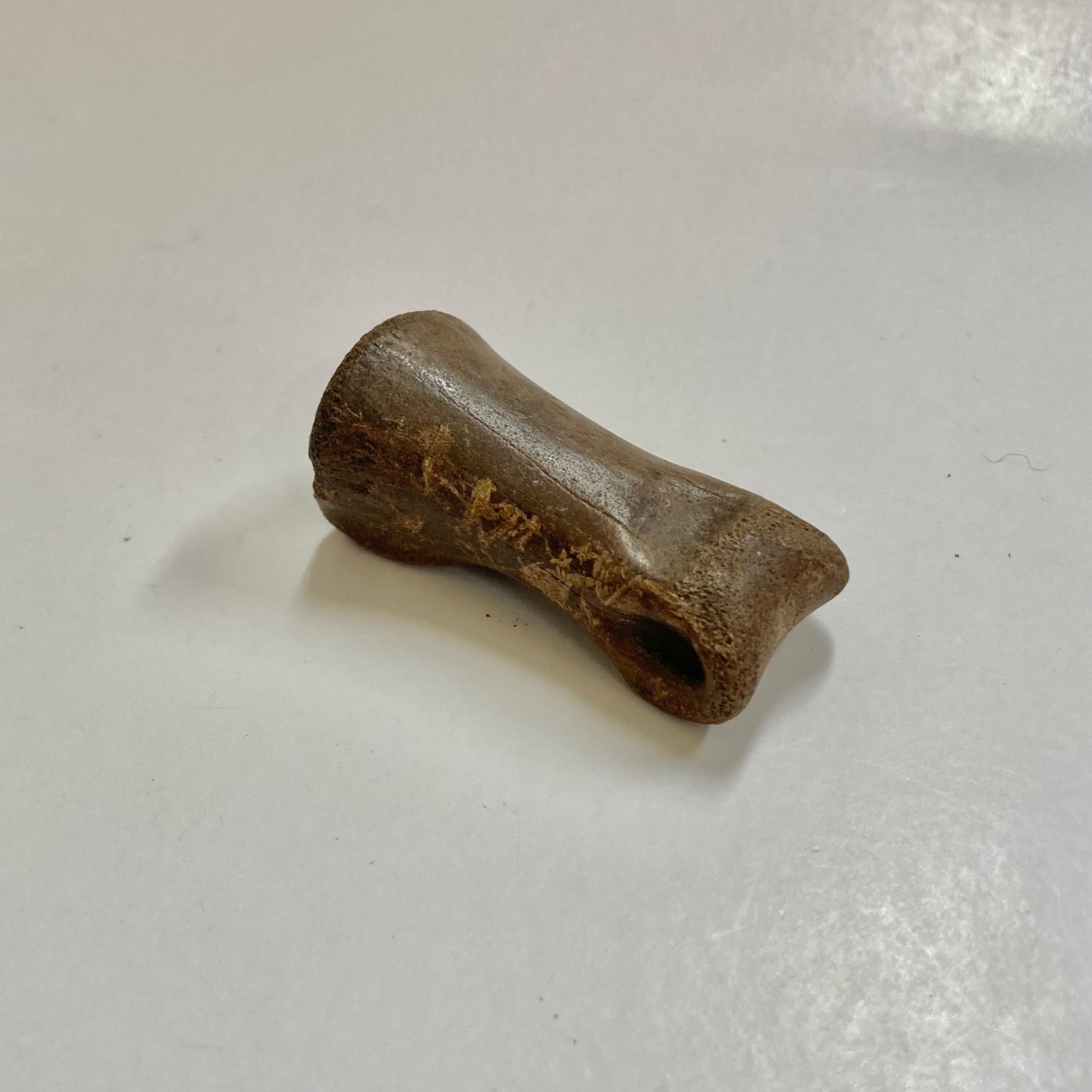 Authentic Struthiomimus Dinosaur Finger Bone Fossil - Rare Prehistoric Collectible for Paleontology Enthusiasts & Science Education Display