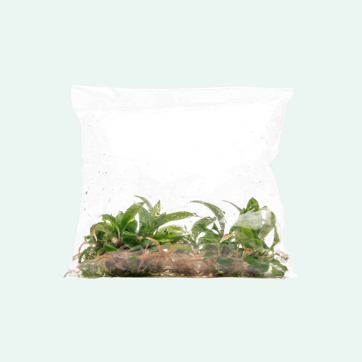 Philodendron Caramel Marble - Rare Variegated Houseplant for Home & Office Decor | Perfect for Indoor Gardens, Living Rooms & Gift Giving