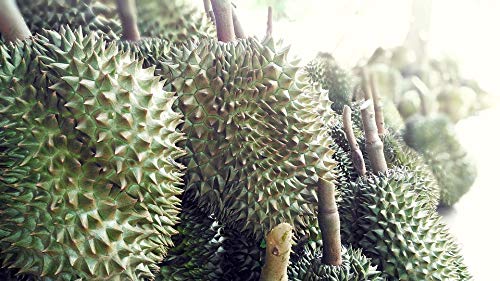 Premium Durian Fruit Poster - 20x30 Inch Laminated Wall Art with Vibrant Colors - Perfect for Kitchen Decor, Dining Room Art & Tropical Theme Home Decor
