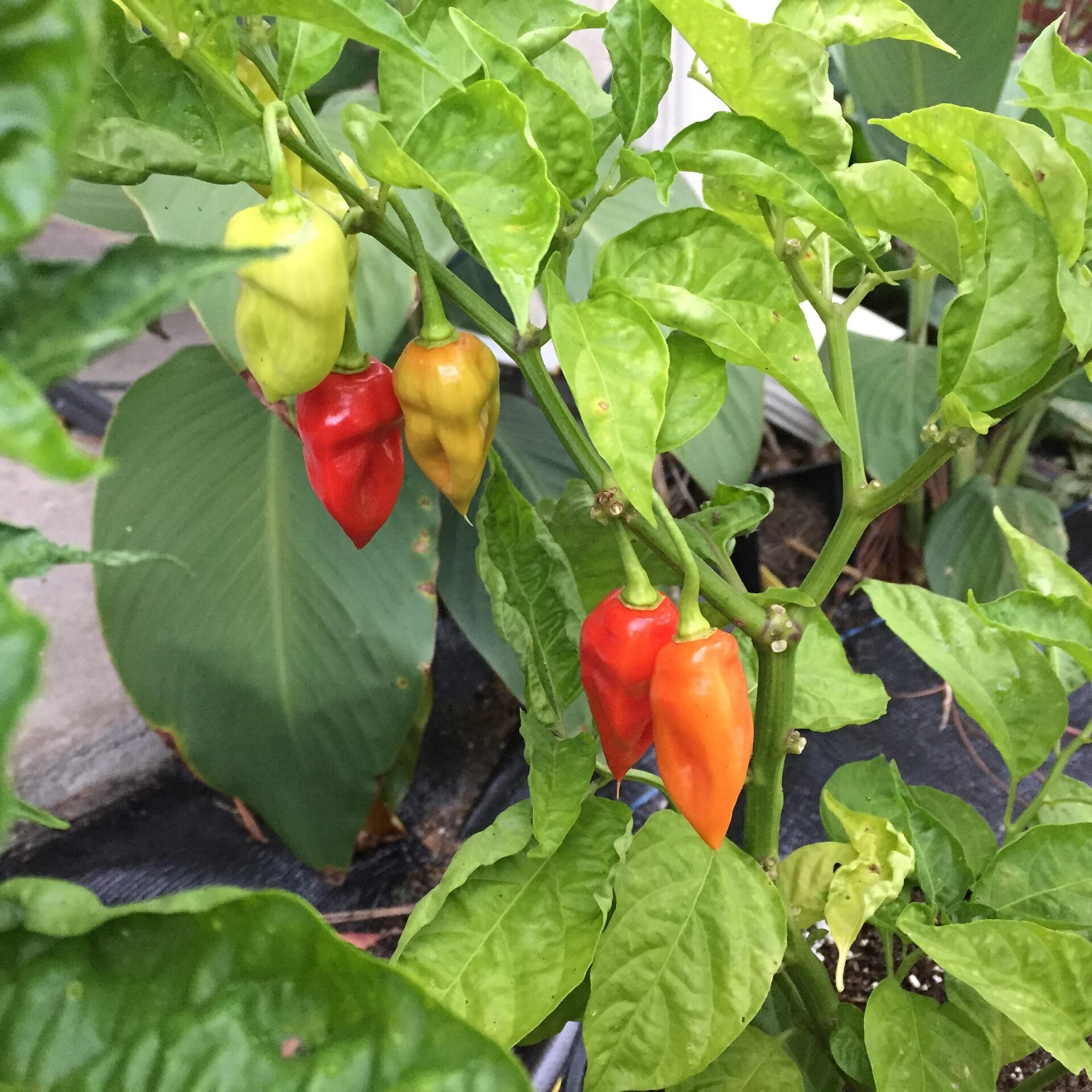 Sweet Datil Pepper Seeds - 20 Count (Capsicum Chinense) - Heirloom Hot Pepper Seeds from St. Augustine, Florida - Perfect for Home Gardening, Cooking & Spicy Recipes