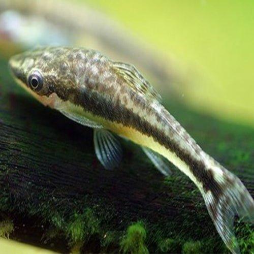 Otocinclus Dwarf Sucking Catfish - Small Algae Eater for Freshwater Aquariums | Perfect for Planted Tanks & Community Fish Tanks