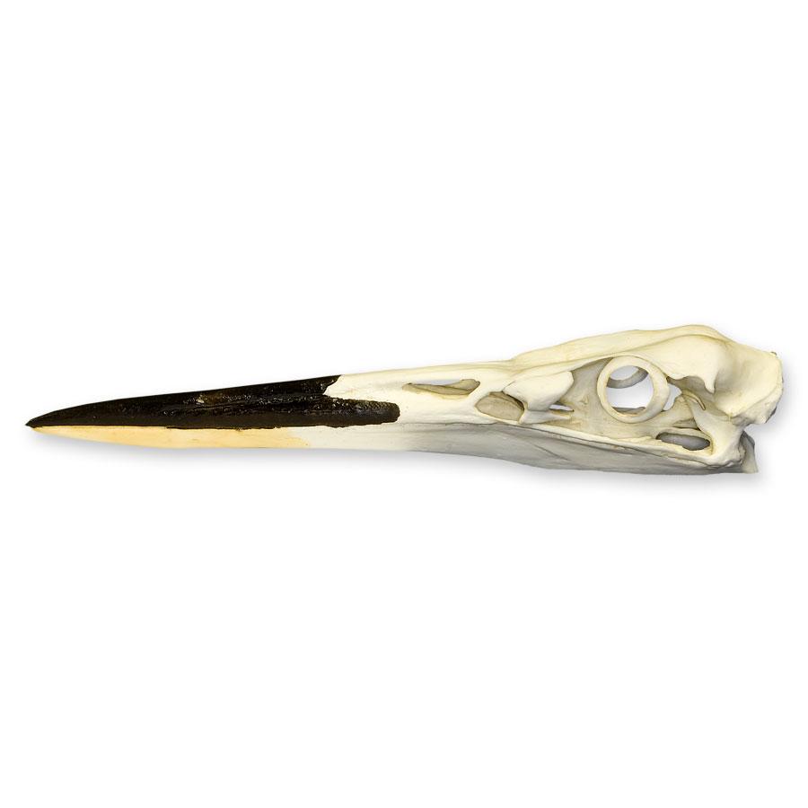 Authentic Replica Great Blue Heron Skull - Lifelike Bird Skull Decoration for Home, Office & Halloween Decor | Perfect for Gothic, Nature & Taxidermy Enthusiasts