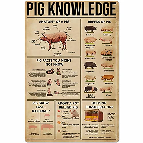 Pig Knowledge