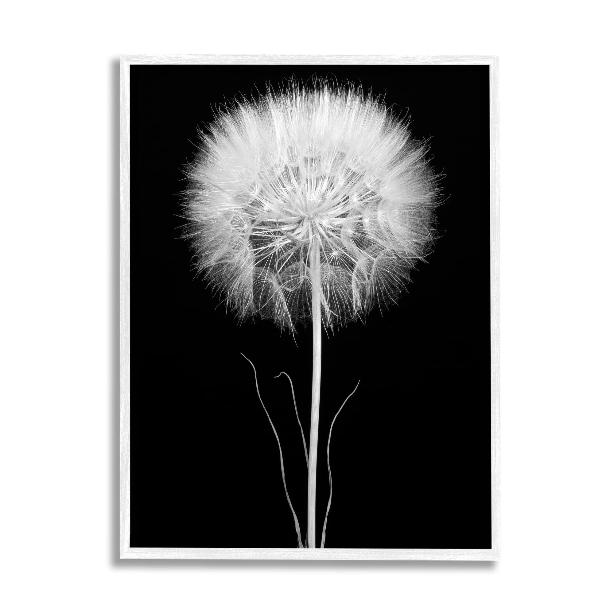 Stupell Industries Modern Fluffy Dandelion Stem Black & White Wall Art - Minimalist Photography Print by Jadei Graphics - Perfect for Living Room, Bedroom & Office Decor