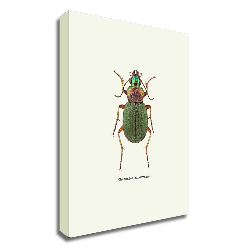 Beetle Green by GraphINC - Premium Canvas Wall Art Print, Ready to Hang - Perfect for Living Room, Bedroom & Office Decor