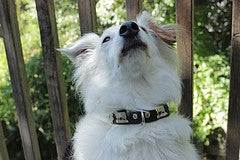 Small Traditional Swiss Dog Collar - Handmade Leather Pet Collar for Small Dogs - Perfect for Daily Walks & Outdoor Adventures
