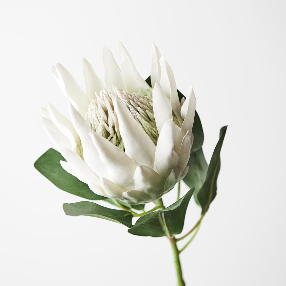 White King Protea Flower - Exotic Fresh Cut Blooms for Wedding Bouquets, Home Decor & Special Events