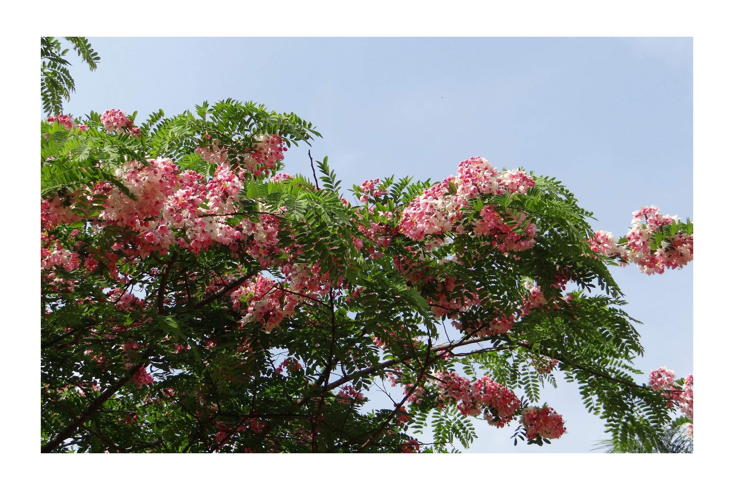 5 Seeds - Red Shower Tree (Cassia Marginata) - Drought Tolerant Flowering Plant with Bright Red Blooms - Perfect for Container Gardening or Landscaping - Ideal for Gardens, Patios, and Xeriscaping