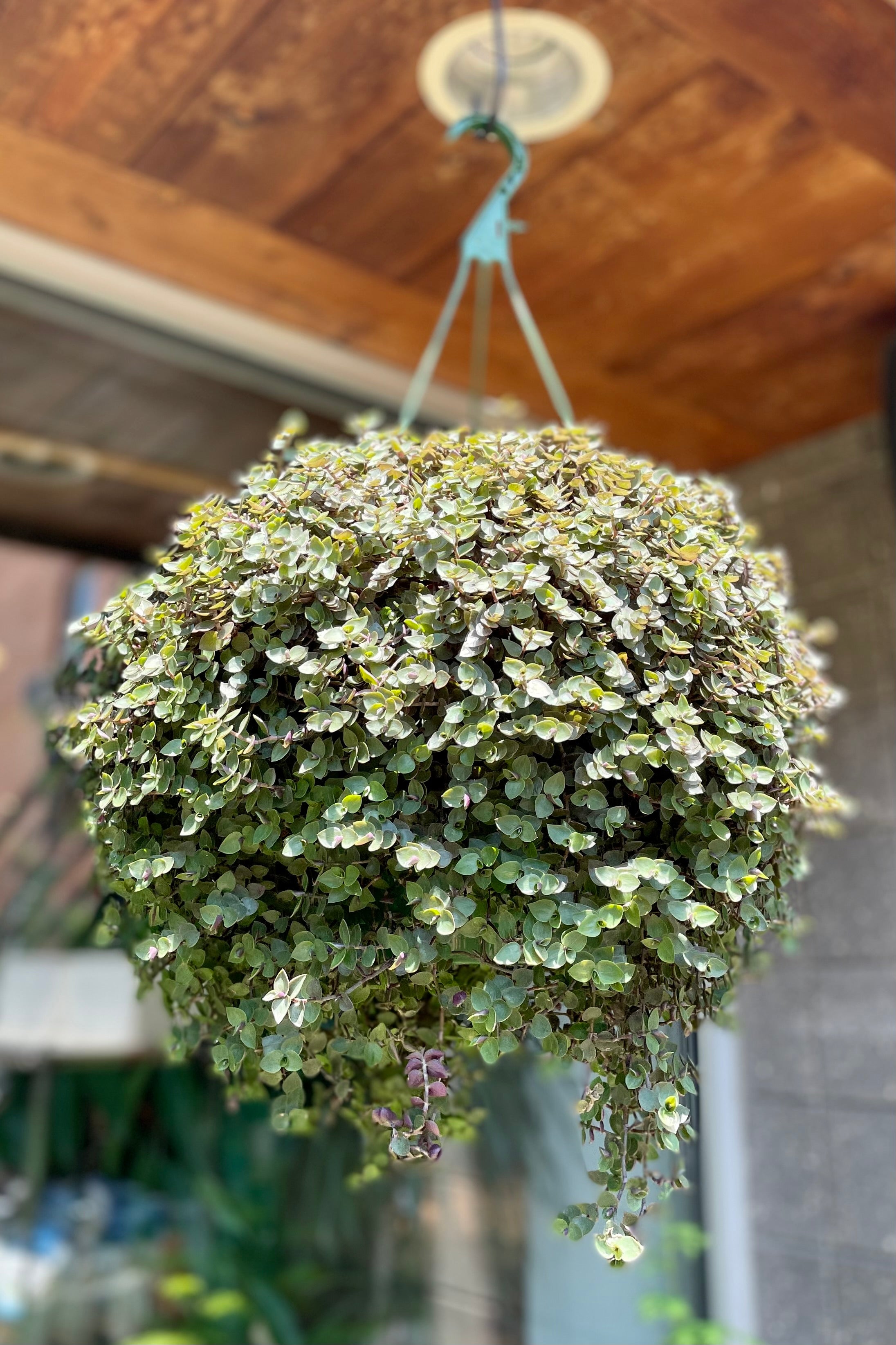 Buy Callisia Repens (Turtle Vine) - 10 Pack | Fast-Growing Indoor Hanging Plants for Home & Office Decor