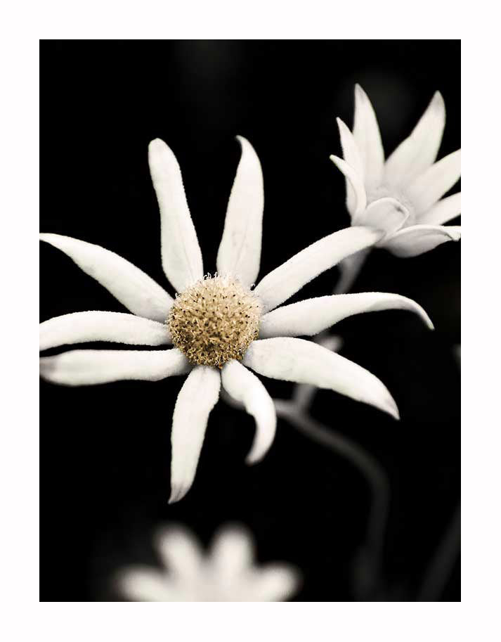Flannel Flower Unframed Art Print - Botanical Wall Decor for Home, Office & Gift Giving - Perfect for Living Room, Bedroom & Nursery