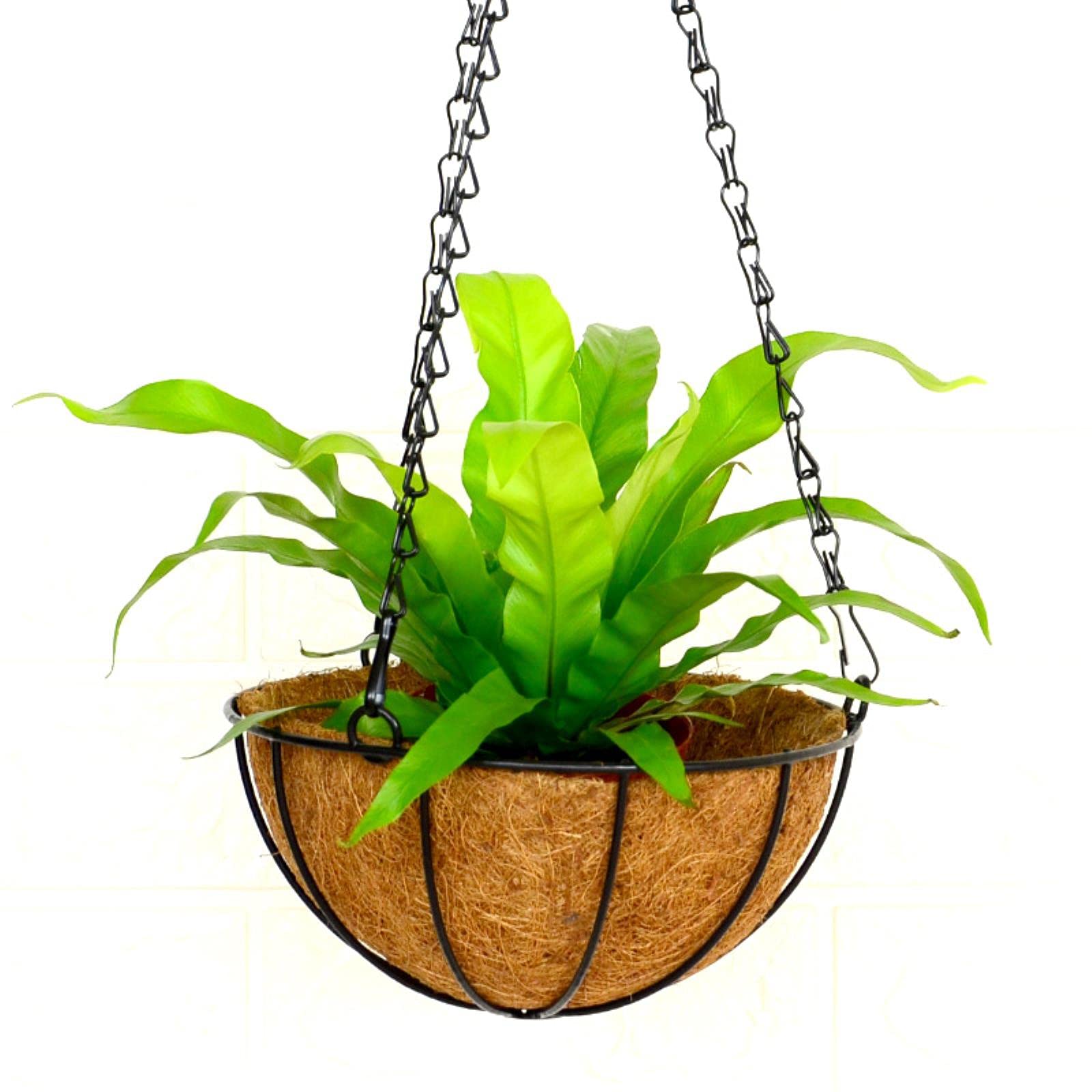 20/26/31CM Hanging Coconut Fiber Basket Liners - Flower Pot Planters with Iron Chain Hook - Rustic Garden Decor for Indoor/Outdoor Plants (31cm) - Perfect for Balconies, Patios, and Vertical Gardens