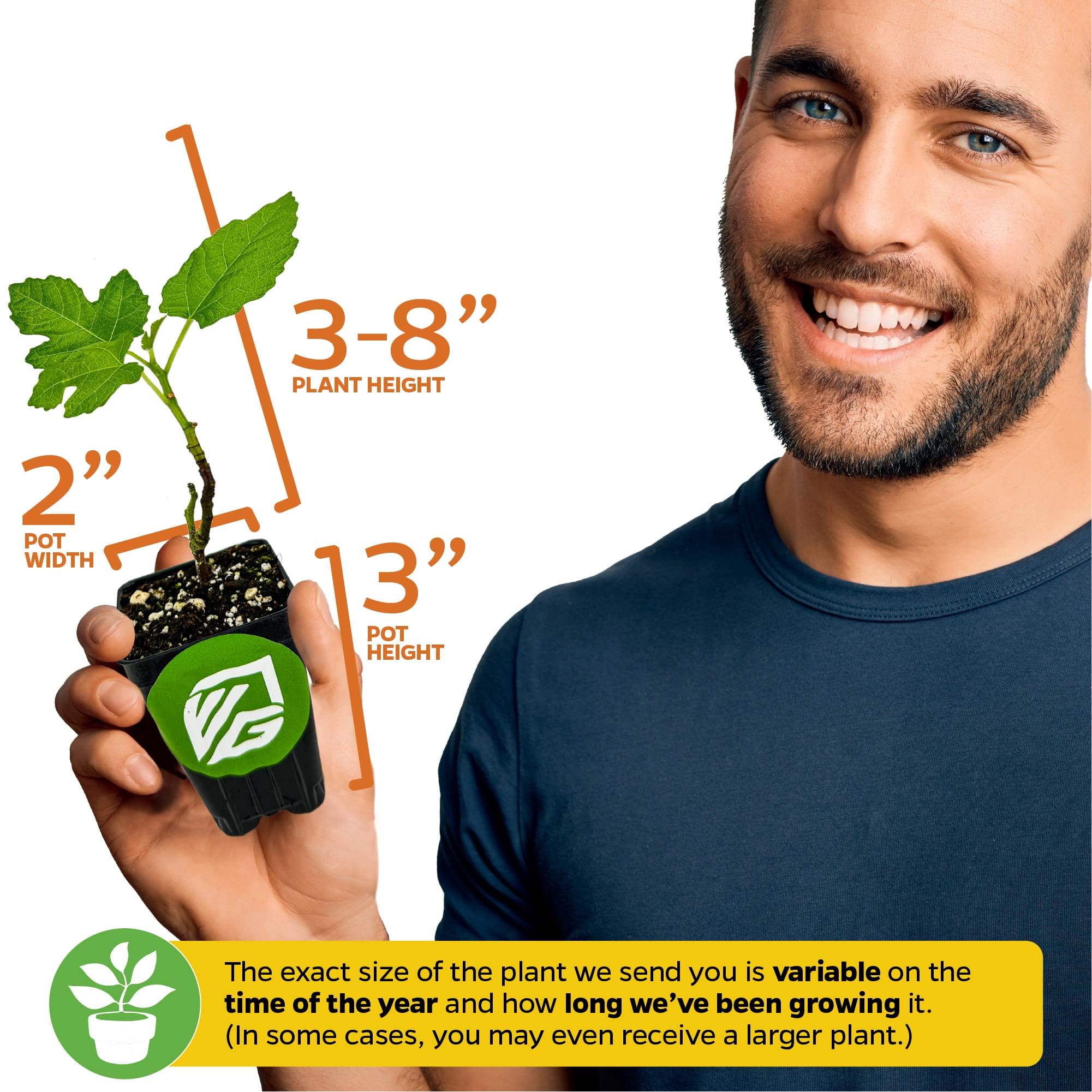 Fignomenal Dwarf Fig Live Plant - Ficus carica - Wellspring Gardens Starter Potted Plant for Indoor & Outdoor Decor, Housewarming Gift, Perfect for Home Garden, Patio, or Office Spaces