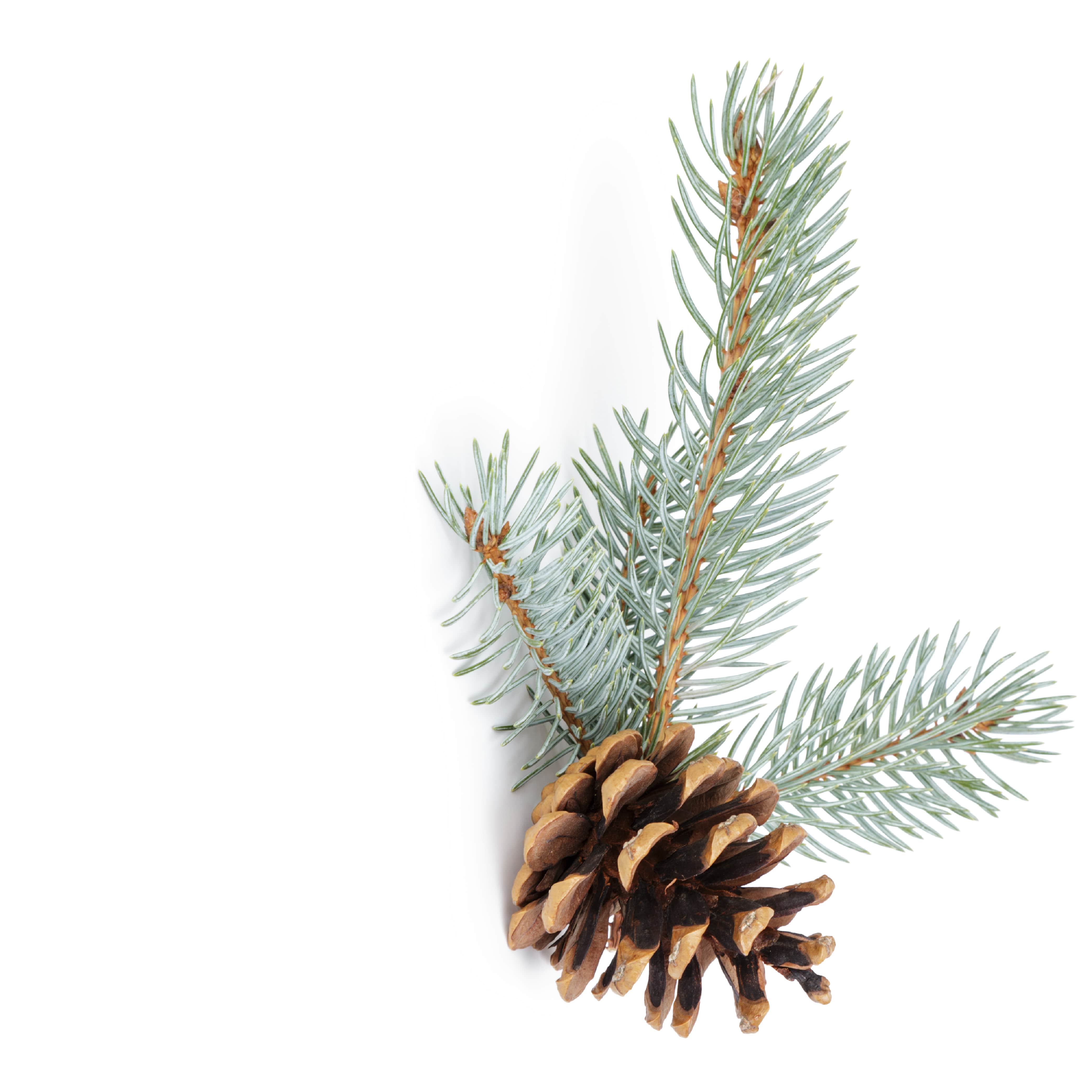 Premium No. 12 Blue Spruce Fragrance Oil for Handmade Soap, Candles & Diffusers - Natural Scent for Aromatherapy, Home Spa & Holiday Decor