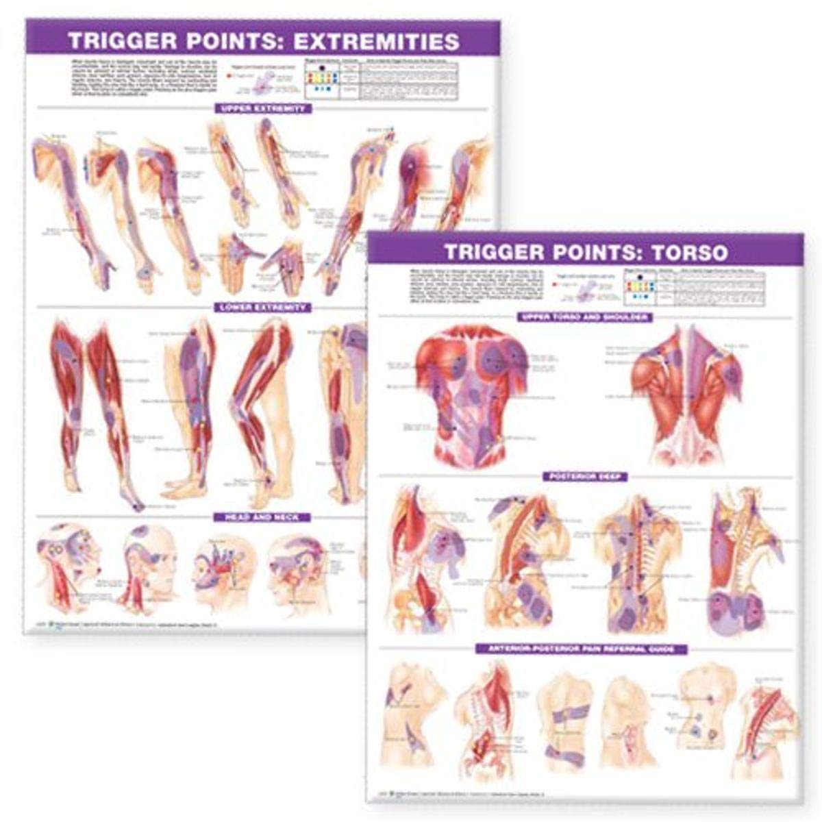 ACC Trigger Point Chart Set: Torso & Extremities Paper - Anatomical Reference Guide for Physical Therapists, Chiropractors & Massage Professionals - Perfect for Clinic Walls, Treatment Rooms & Student Study