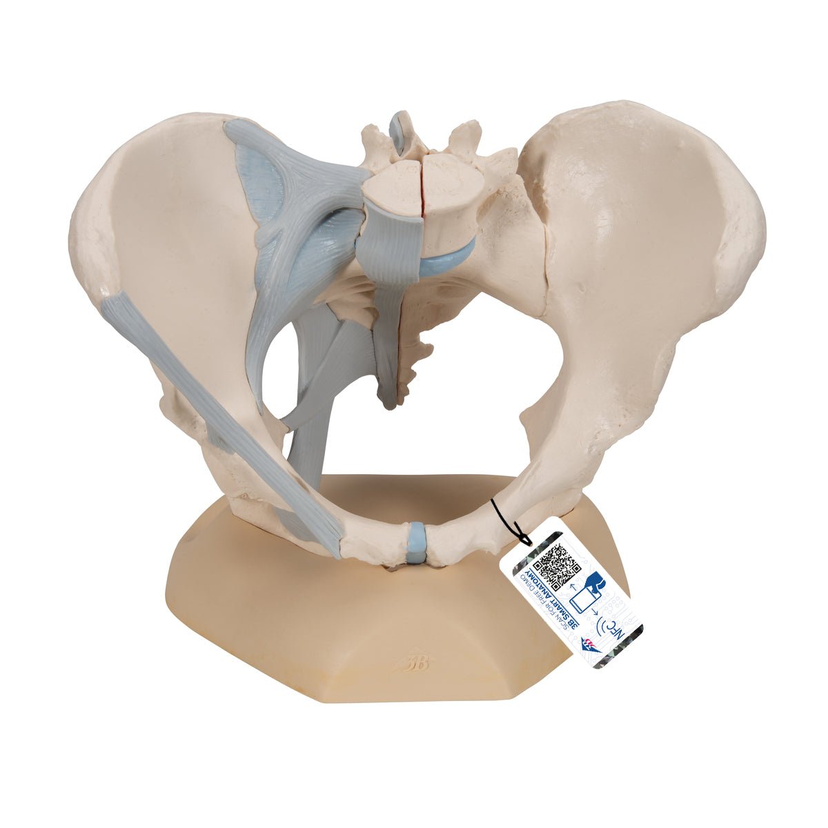 3-Part Female Pelvis Model with Ligaments - Anatomical Study, Medical Education & Physical Therapy Training Tool - Perfect for Students, Doctors & Healthcare Professionals