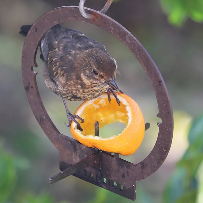 Premium Hanging Bird Feeder for Outdoor Garden - Squirrel Proof & Weather Resistant - Attract Wild Birds to Your Backyard (Perfect for Patio, Yard & Garden Decor)