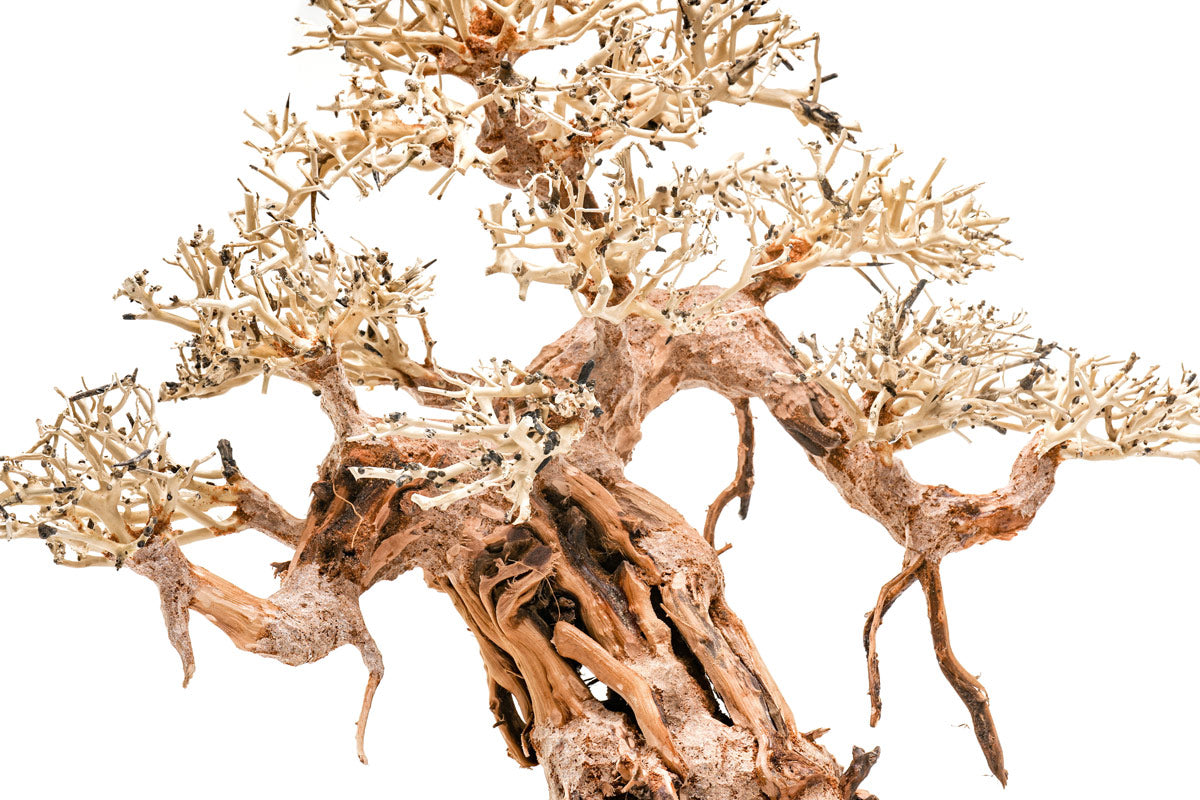 Premium Bonsai Tree Kit - Complete Starter Set for Indoor & Outdoor Gardening - Perfect for Home Decor, Office Zen Spaces & Gift Ideas