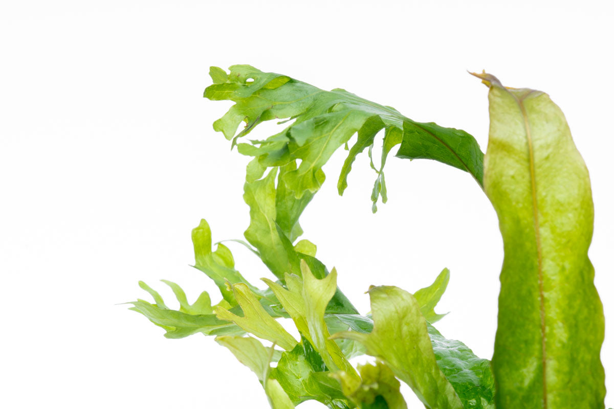 Microsorum Pteropus Coral - Java Fern Aquatic Plant for Freshwater Aquariums | Perfect for Aquascaping, Fish Tanks & Low-Light Aquarium Decor