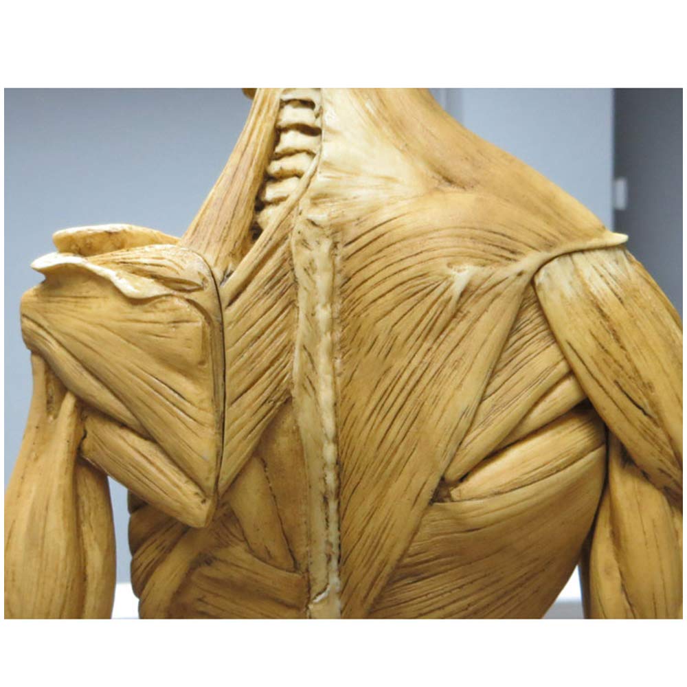 23 Inch (60cm) Male Anatomy Figure - Human Body Muscle & Skeleton Anatomical Model for Medical Students, Doctors & Teachers | Perfect for Classroom Demonstrations, Medical Training & Science Education