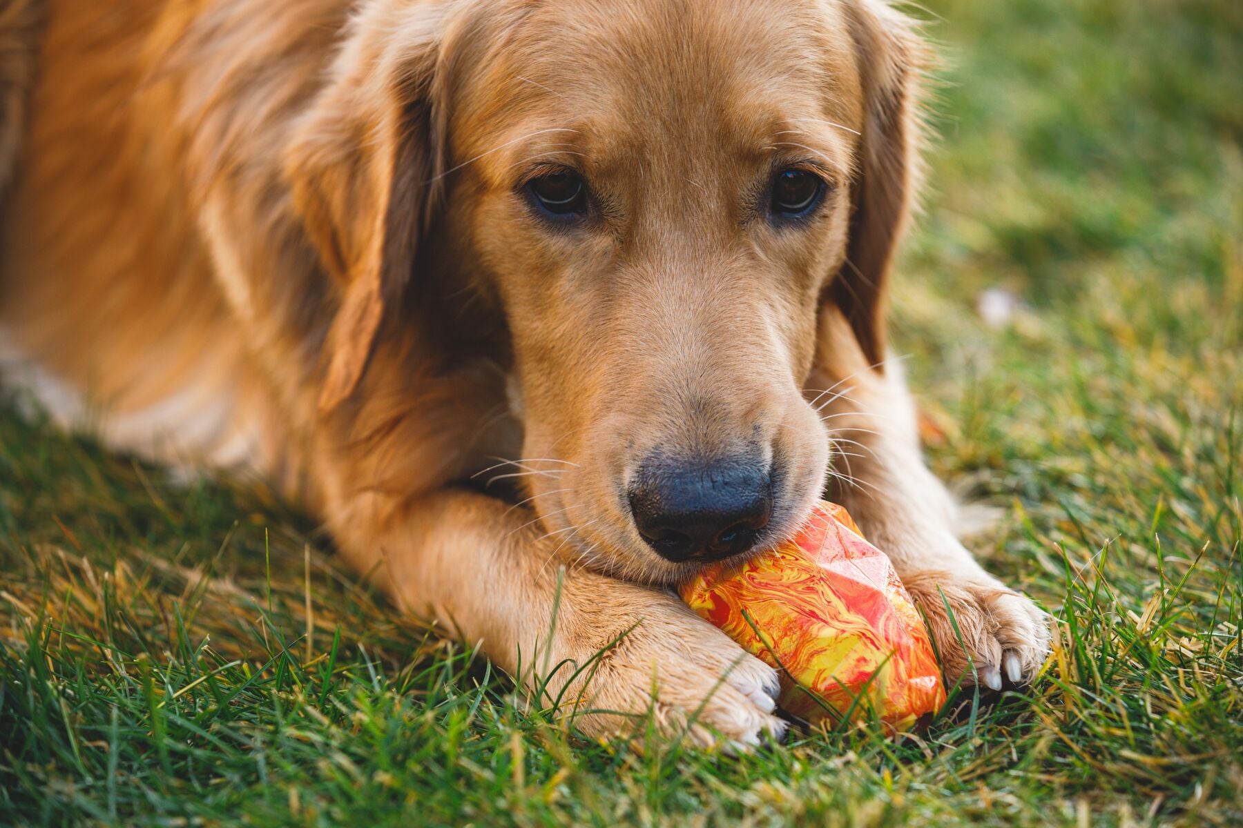 Ruffwear® Gnawt A Cone® Salamander Orange Dog Chew Toy & Treat Dispenser - Durable Interactive Play for Active Dogs, Perfect for Fetch, Training, and Outdoor Adventures