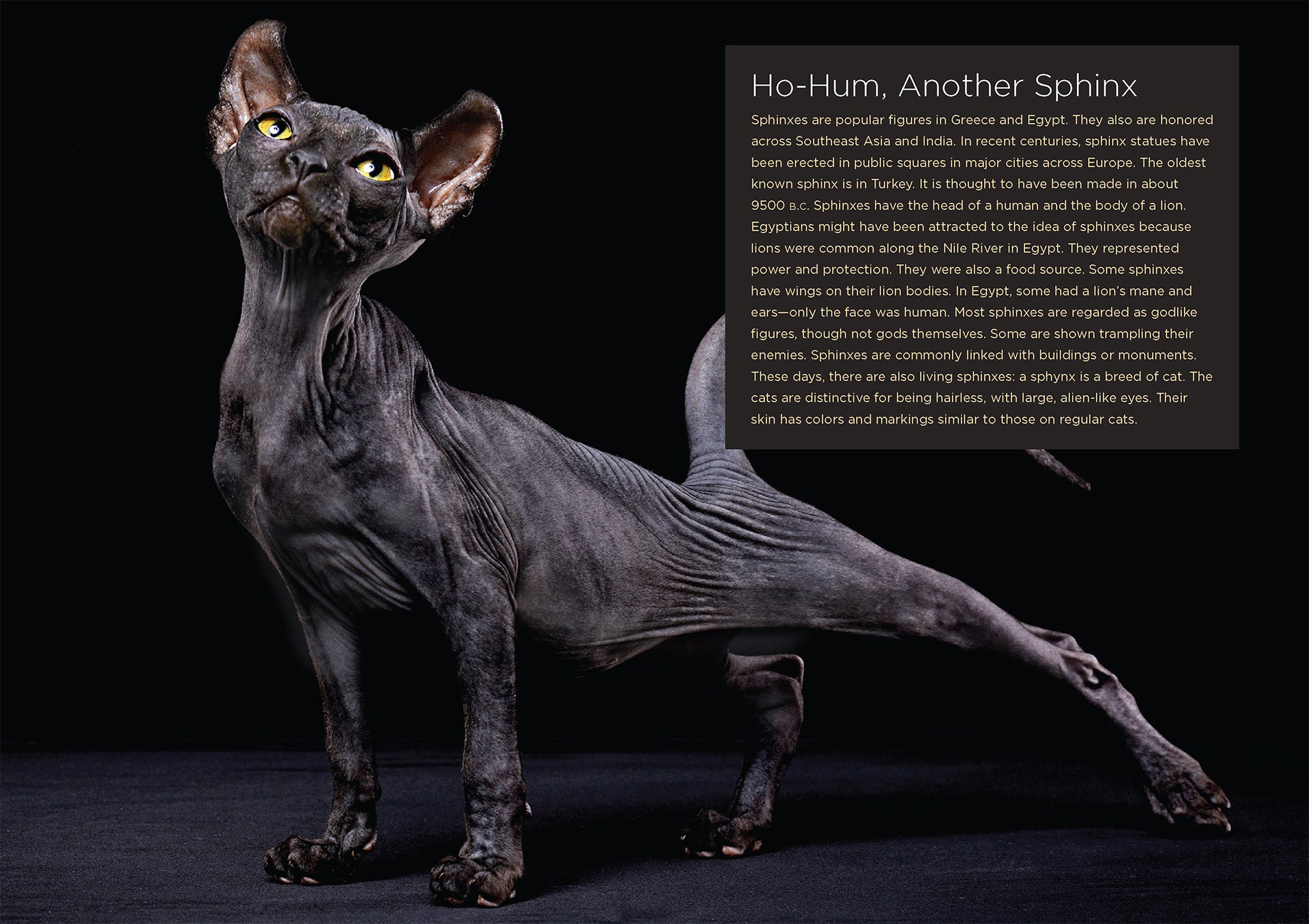 The Great Sphinx: Ancient Egyptian History Book ISBN 978-1-64026-363-5 | Perfect for History Buffs & Classroom Learning