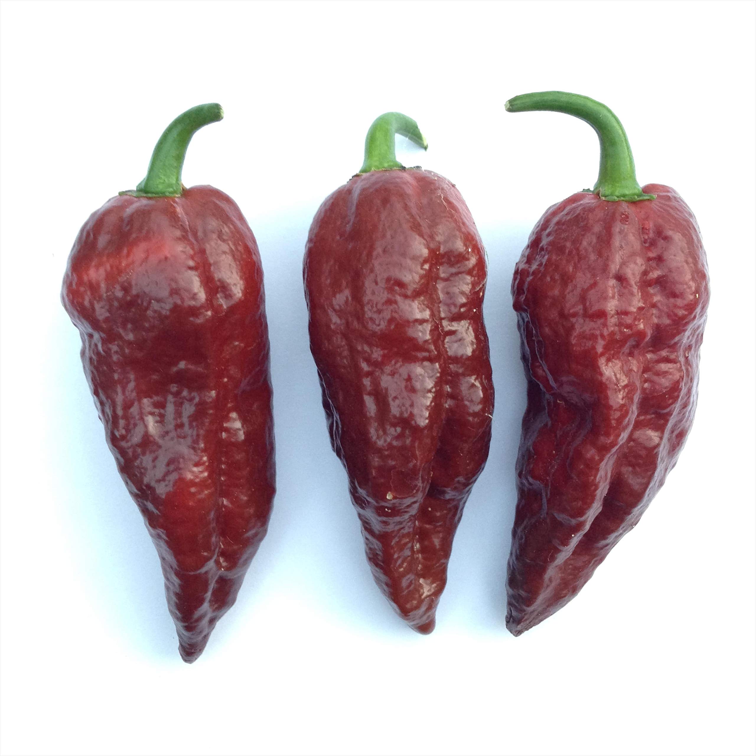 Bhut Jolokia Chocolate Ghost Pepper - Super Hot Chili Peppers for Cooking, Sauces & Spicy Recipes - Perfect for Home Chefs & Heat Lovers