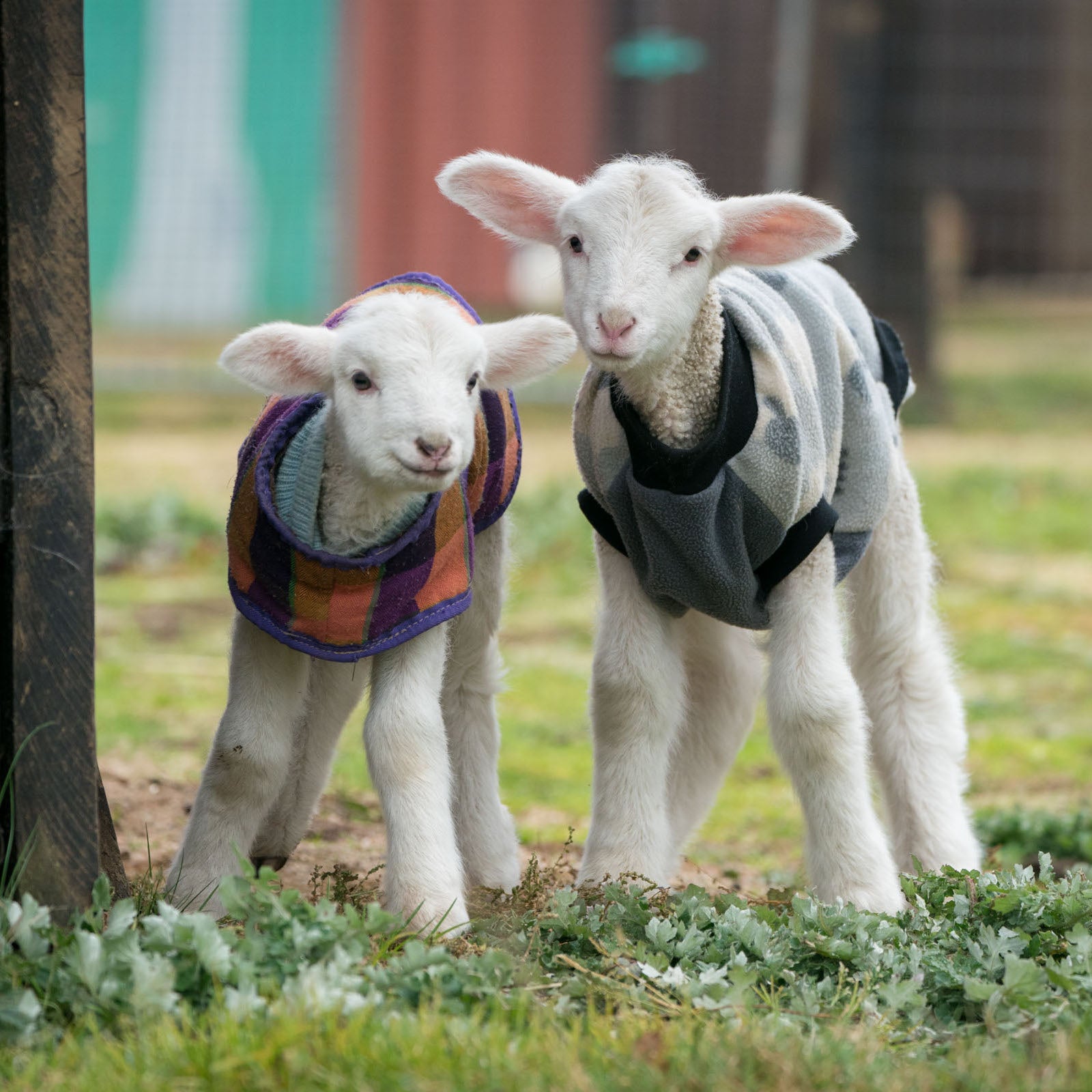 $5 Donation to Edgar's Animal Sanctuary | Support Farm Animal Rescue & Welfare | Perfect for Animal Lovers & Charity Gifts