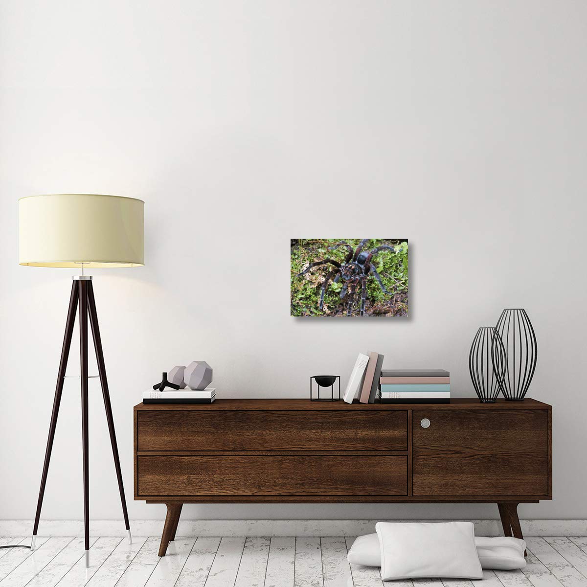 Global Gallery Tarantula Male Canvas Art - Mindo, Western Slope of Andes, Ecuador - 24