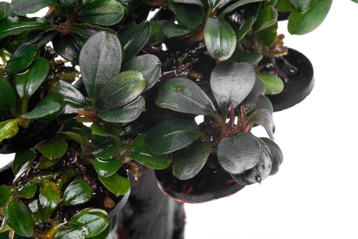 Bucephalandra Bonsai Tree - Live Aquatic Plant for Aquascaping | Perfect for Fish Tanks, Aquariums & Terrariums | Low Maintenance Freshwater Plant Decor