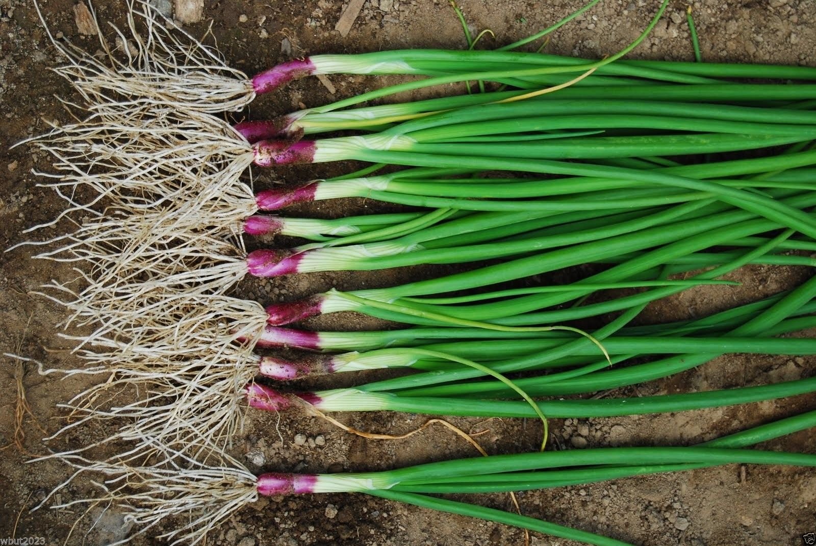 RED Bunching Apache Onion Seeds - 500 Count for Spring, Late Summer & Fall Planting | Perfect for Home Gardens, Urban Farming & Sustainable Agriculture