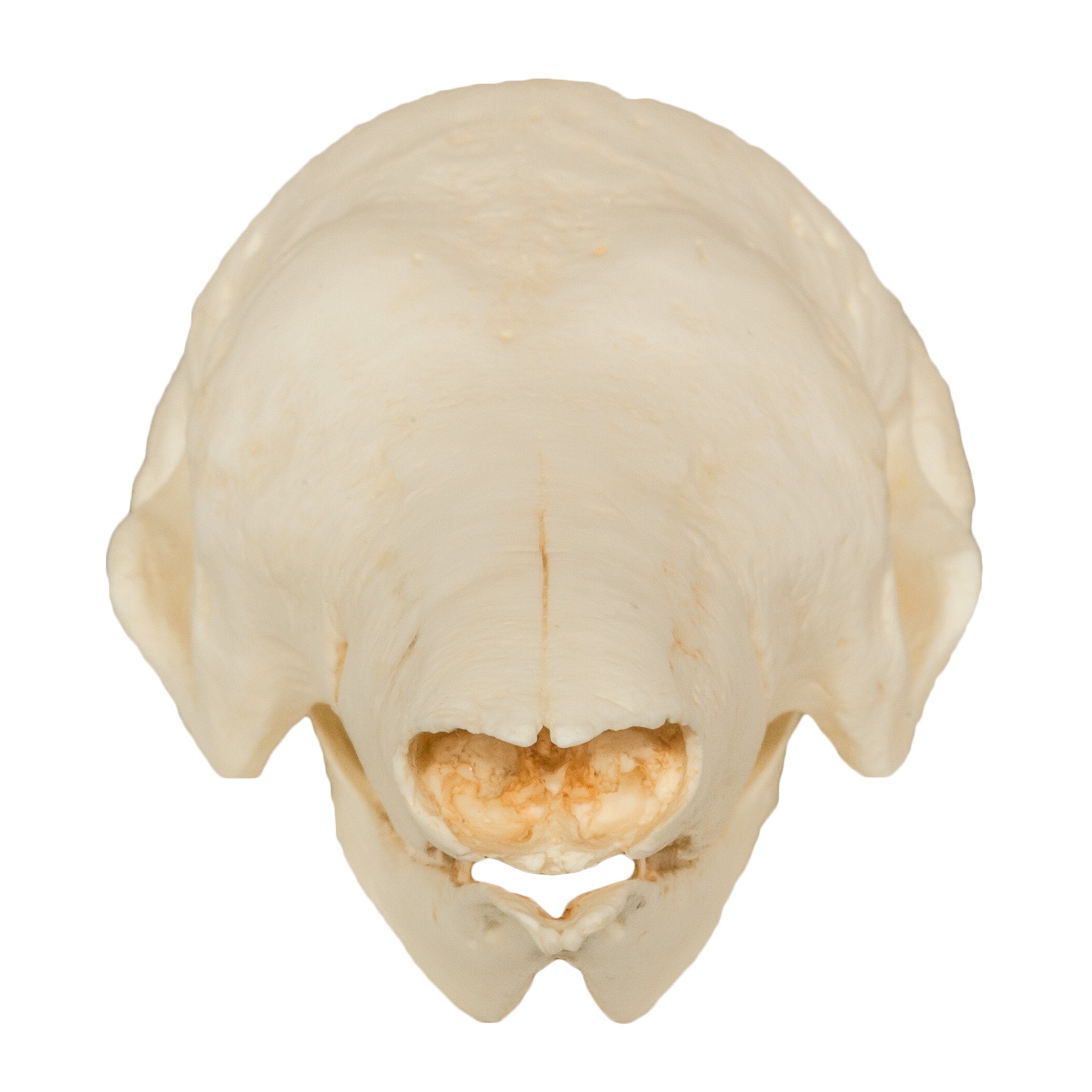 Authentic Replica Giant Armadillo Skull - Lifelike Animal Skull Model for Home Decor, Halloween Props, Educational Display & Paleontology Enthusiasts
