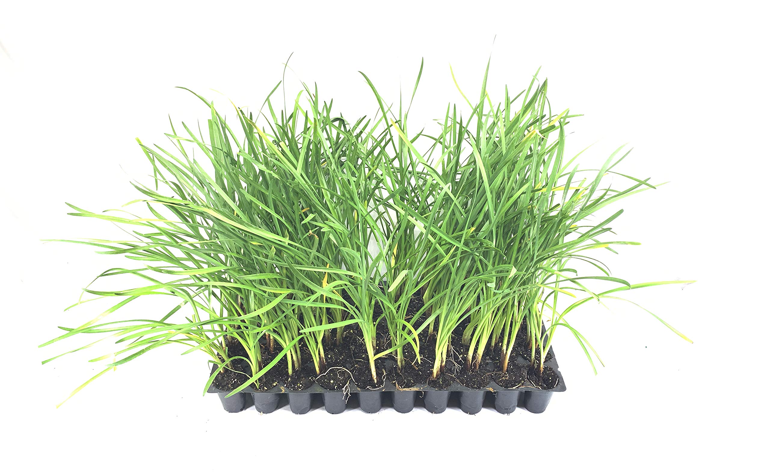 40 Live Society Garlic Plants (Tulbaghia Violacea) - Butterfly-Attracting Perennial Flowers for Gardens, Landscaping & Pollinator-Friendly Yards