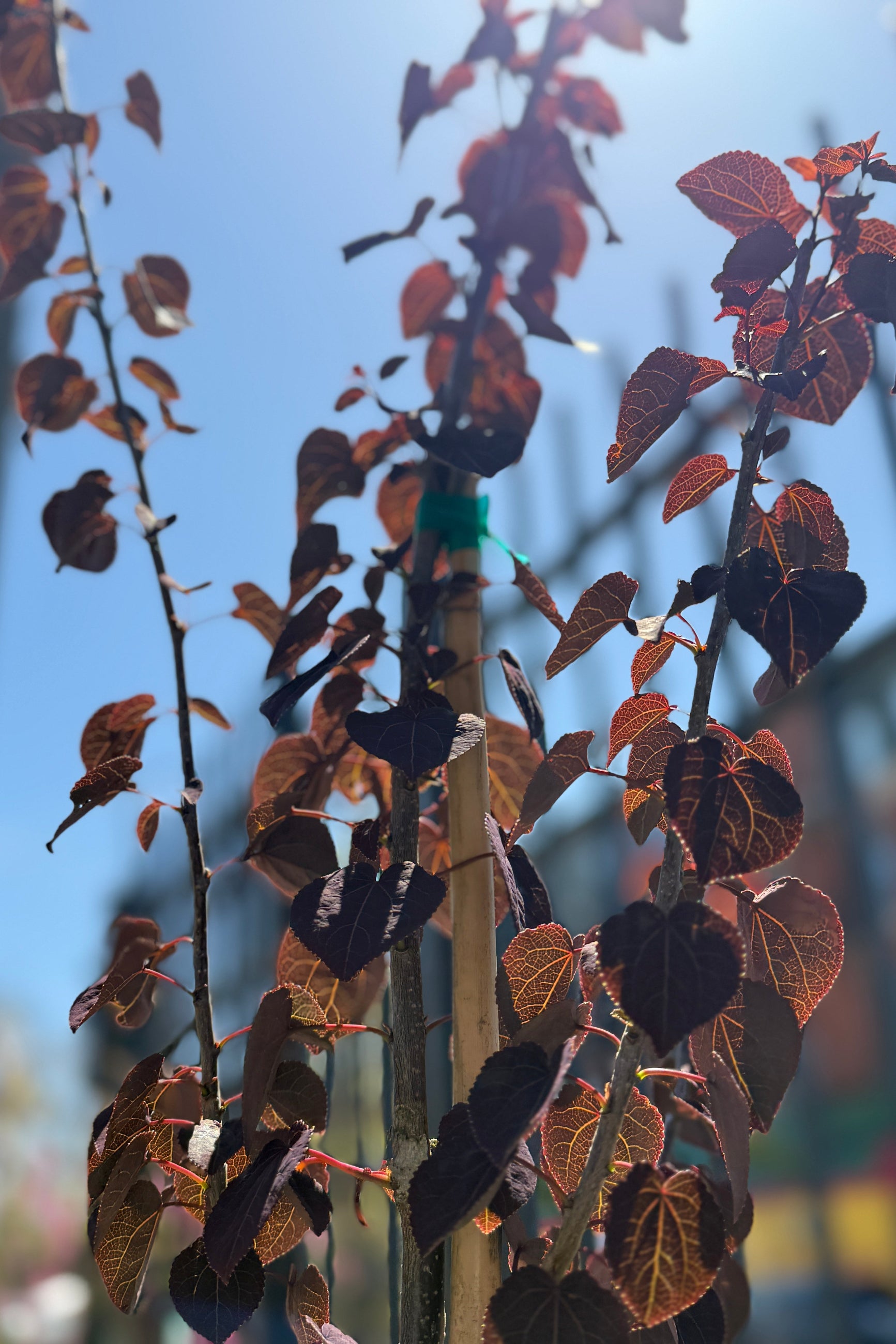 Buy Red Fox Katsura Tree (Cercidiphyllum japonicum 'Red Fox') - #6 Container Size | Perfect for Landscaping, Shade Gardens & Fall Color Displays