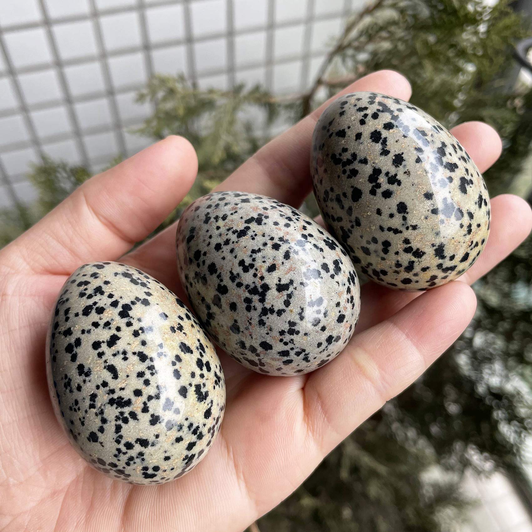 Polished Dalmation Jasper Egg - 1.8