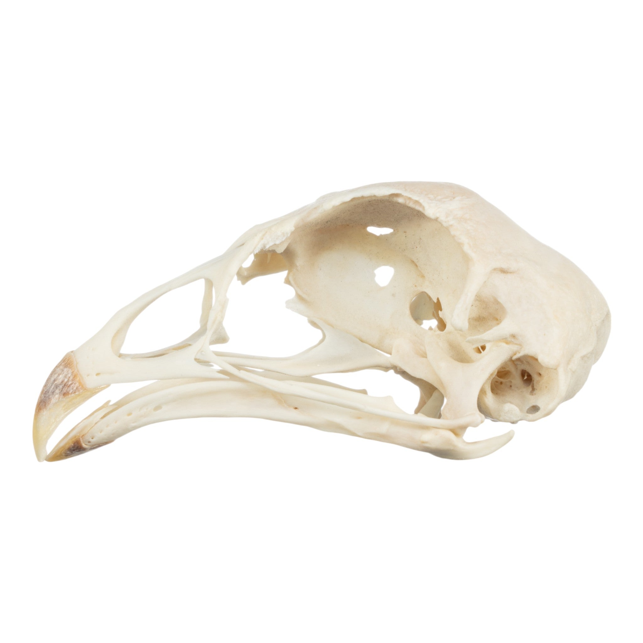 Real Silkie Bantam Chicken Skeleton - Disarticulated Specimen for Science Education, Biology Study & Halloween Decor