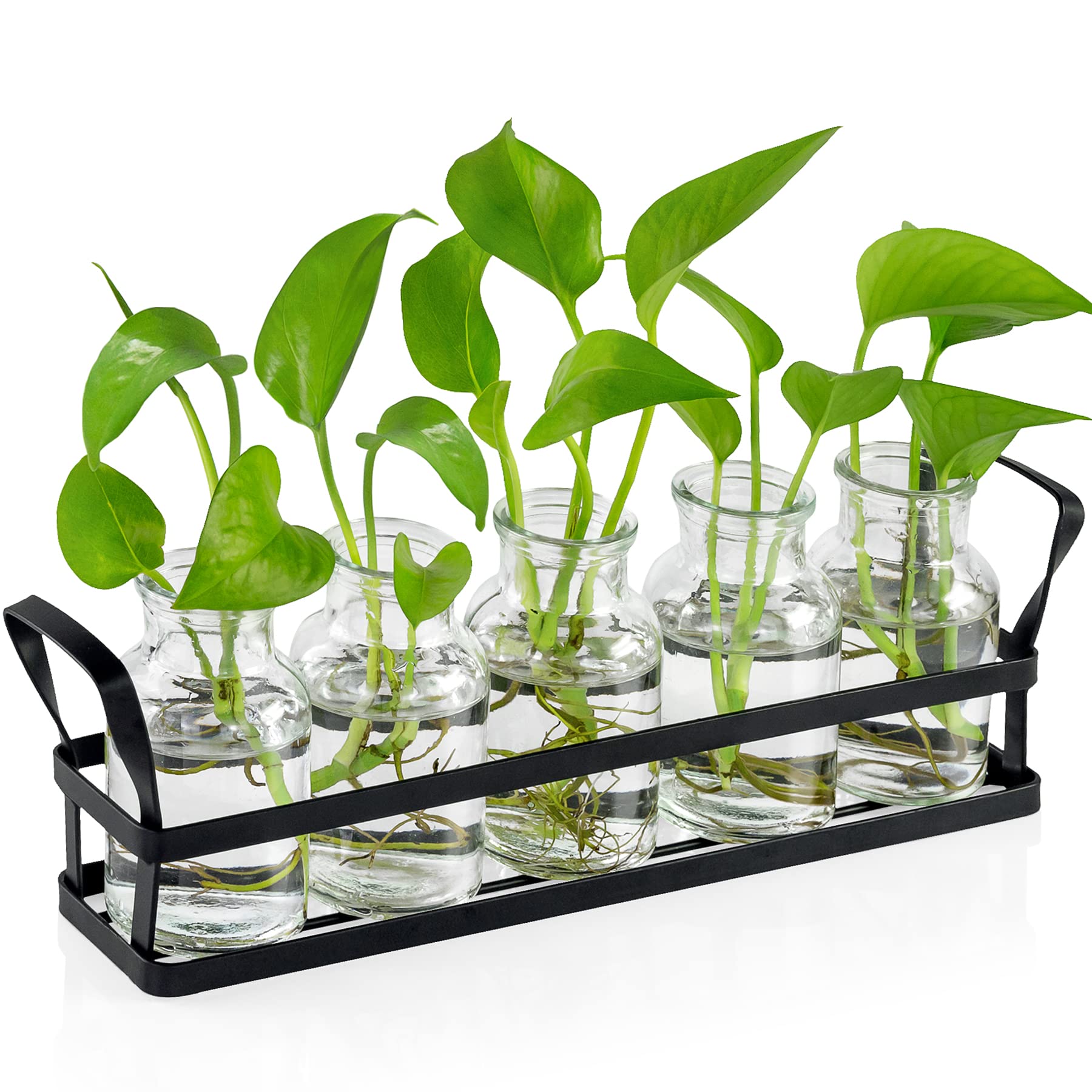 Jkwokback Propagation Station - Glass Terrarium Planter with Stand for Air Plants, House Plants & Hydroponics | Indoor Home, Office & Garden Decor for Plant Lovers | Perfect for Windowsills, Desks & Shelf Displays