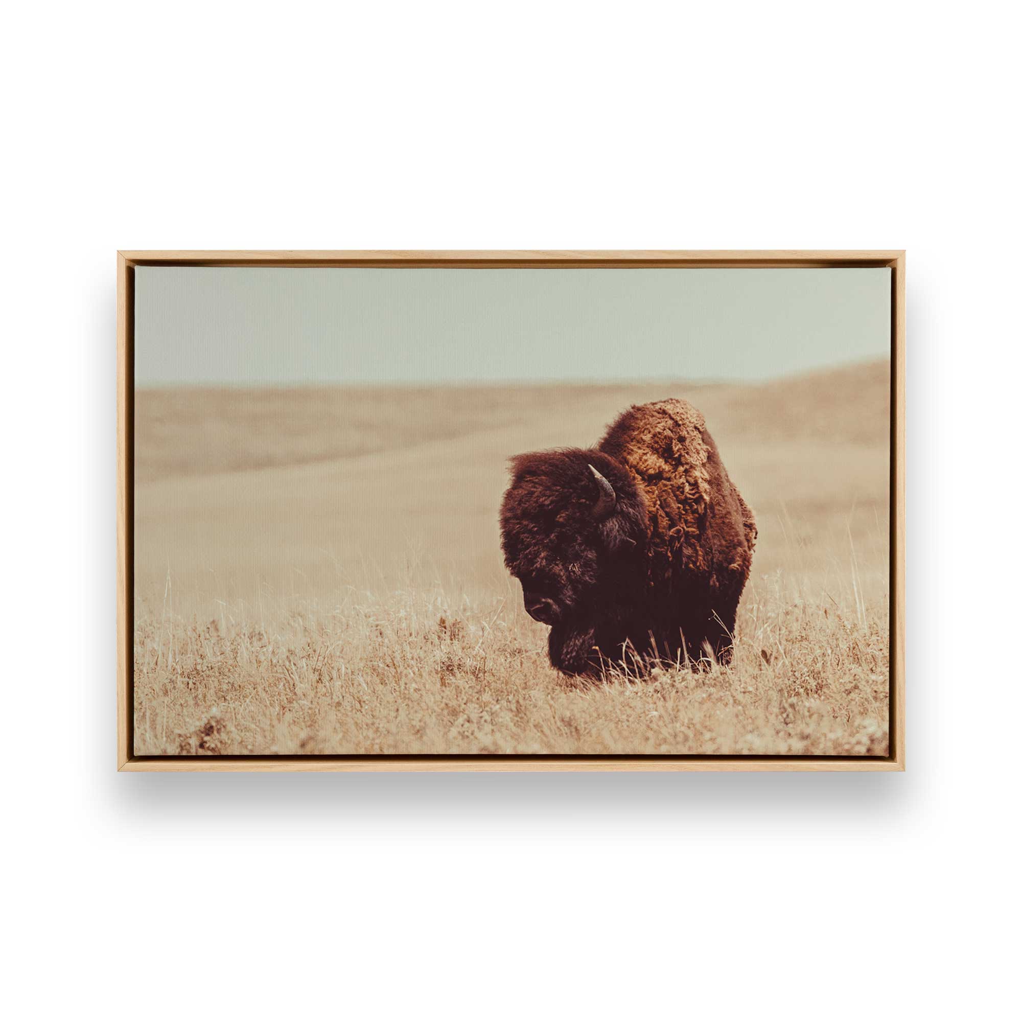 Grazing Bison Serenity Canvas Wall Art Print - Nature Wildlife Decor for Living Room, Bedroom & Office