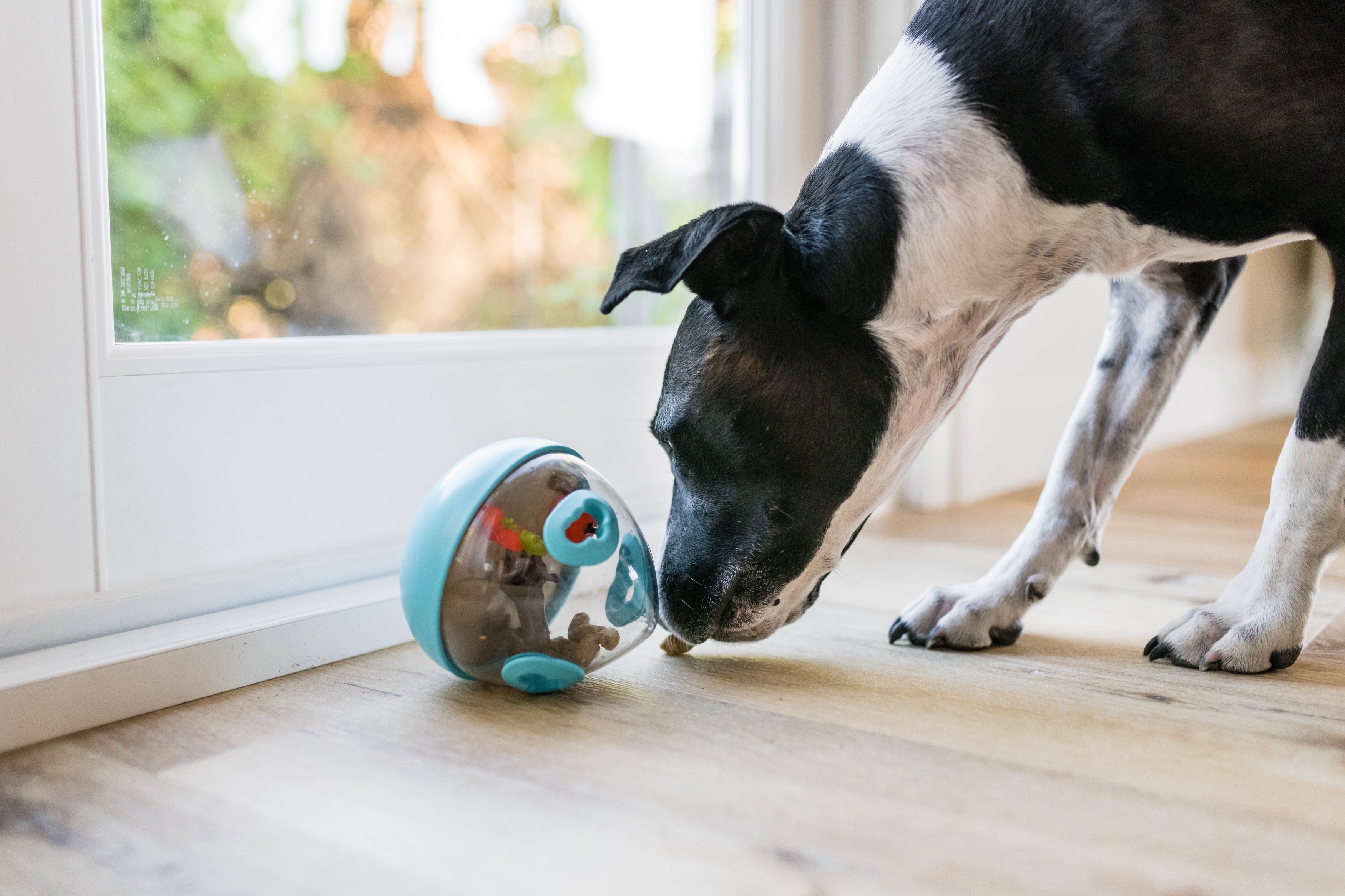 Wobble Ball Interactive Dog Treat Dispenser Toy - Blue | Pet P.L.A.Y. - Fun Puzzle Feeder for Small & Medium Dogs, Perfect for Mealtime Enrichment & Mental Stimulation