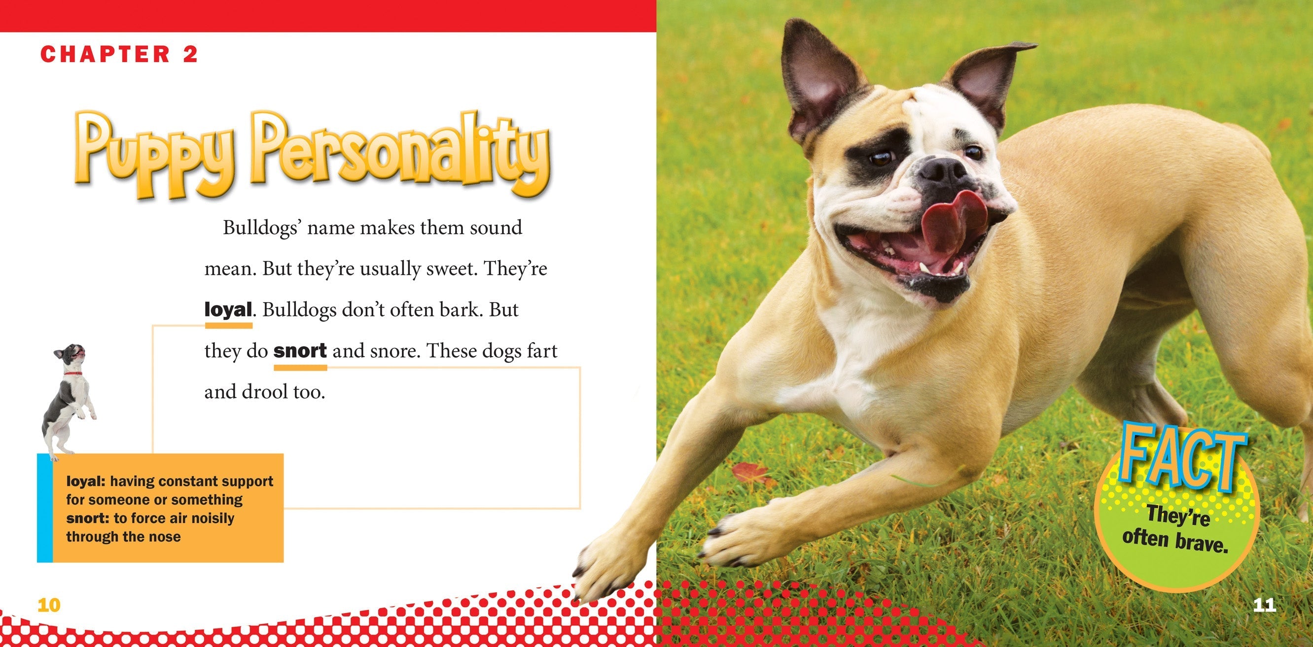 Bulldogs Book 9781623104672 - Learn About Bulldog Breeds, Care & Training - Perfect for Dog Lovers & Pet Owners