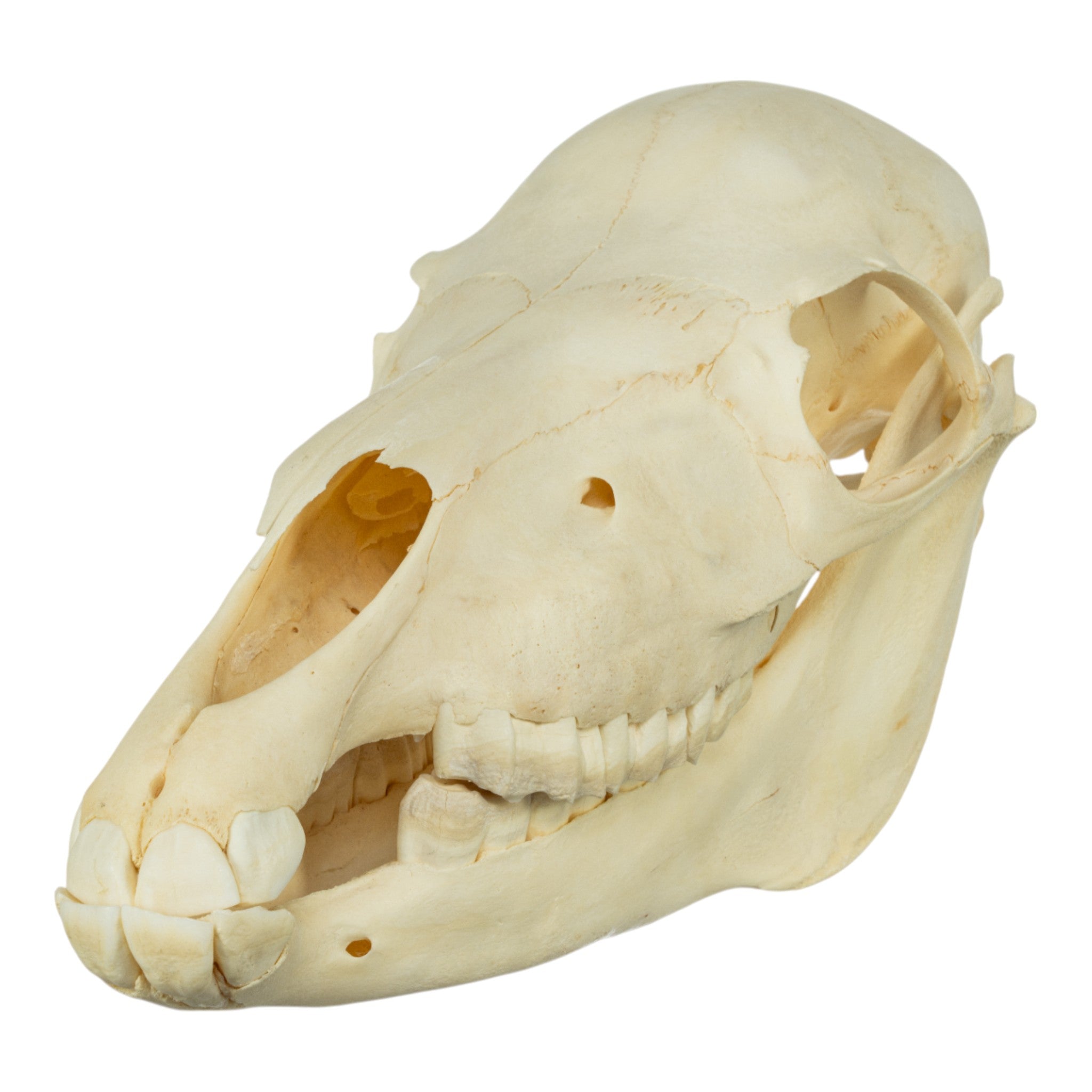 Real Miniature Horse Skeleton Disarticulated - Authentic Veterinary Anatomy Model for Education & Display