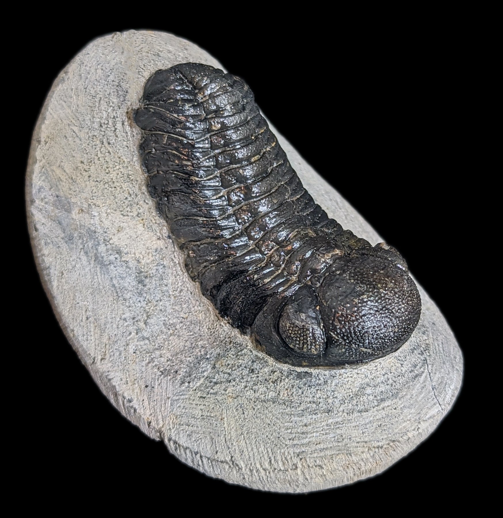 Eldredgeops Rana Trilobite Fossil in Matrix - Authentic Devonian Era Fossil Specimen for Collectors & Home Decor | Perfect for Science Enthusiasts & Unique Gift Ideas