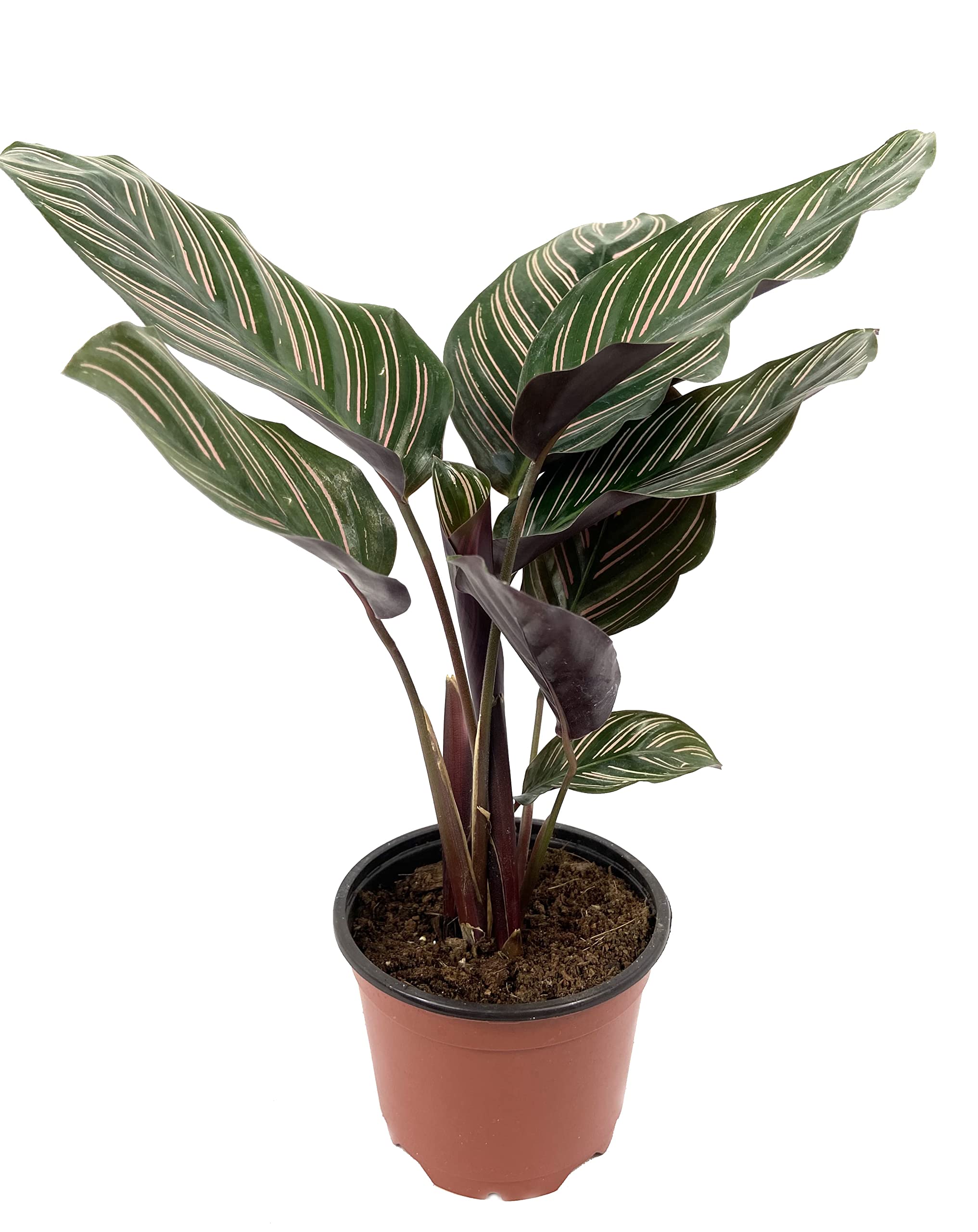 Calathea Ornata (Pin Stripe) - Live Indoor Plant in 4 Inch Pot - Easy to Grow Air Purifying Houseplant for Home, Office & Decor - Low Light Tropical Plant for Bedroom, Living Room & Workspace