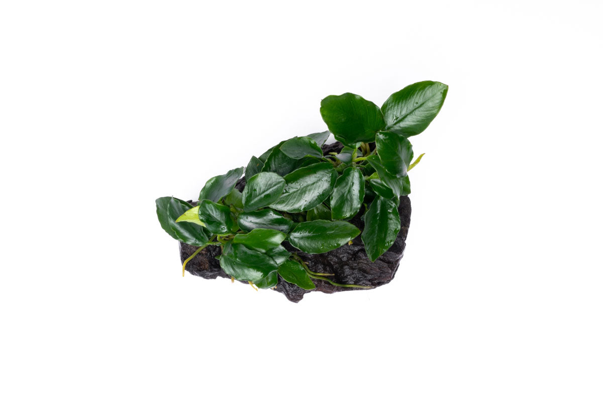 Anubias Nana Long Wavy Driftwood - Live Aquarium Plant for Fish Tank Decor | Perfect for Freshwater Aquascaping, Shrimp Tanks & Natural Aquatic Displays