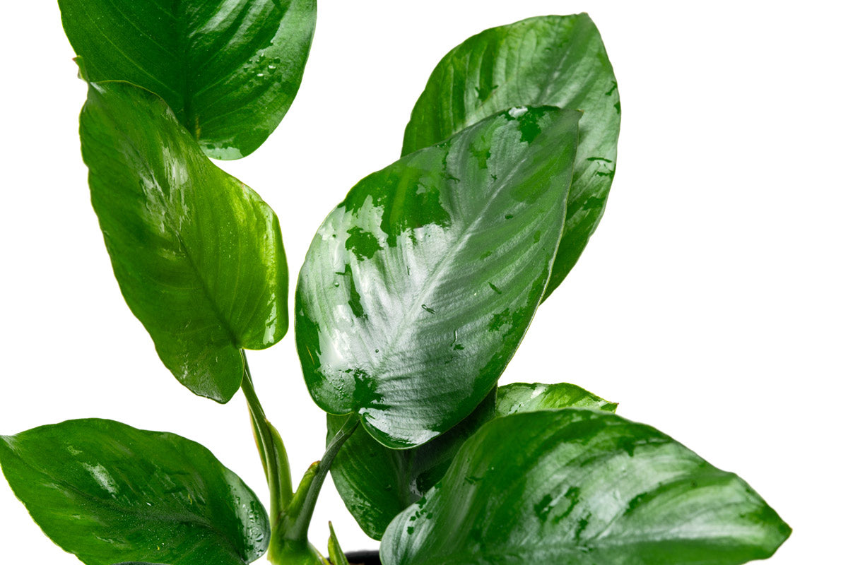 Anubias Barteri Broad Leaf - Live Aquarium Plant for Freshwater Fish Tanks - Easy Low Light Aquatic Plant for Beginners - Perfect for Aquascaping, Shrimp Tanks & Betta Fish Habitats