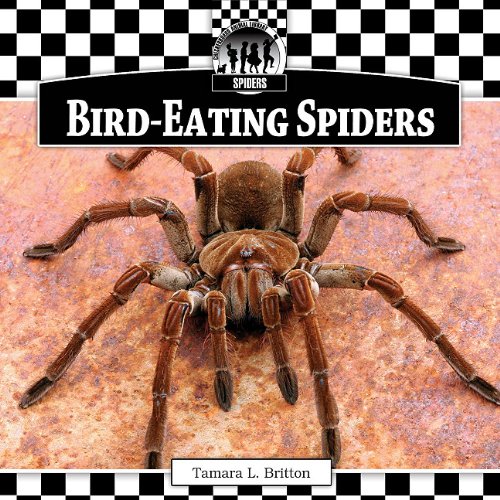 Bird-Eating Spiders for Sale | Large Exotic Tarantulas | Perfect for Reptile Enthusiasts & Unique Pet Collections