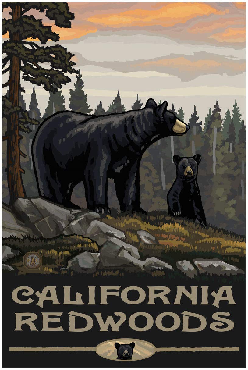 California Redwoods Giclee Art Print Poster 30