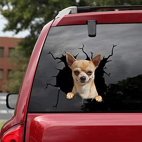 Chihuahua-02