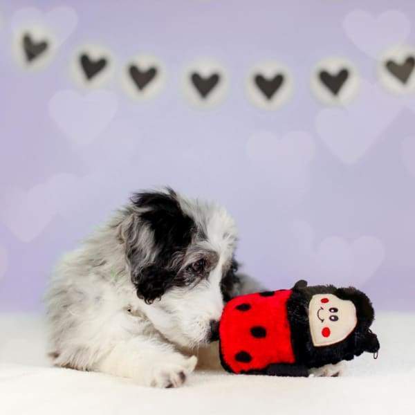 ZippyPaws Colossal Buddie Ladybug Plush Dog Toy - Large Soft Chew Toy for Big Dogs, Interactive Play & Cuddling Companion - Perfect for Indoor & Outdoor Fun, Training, and Bonding Time