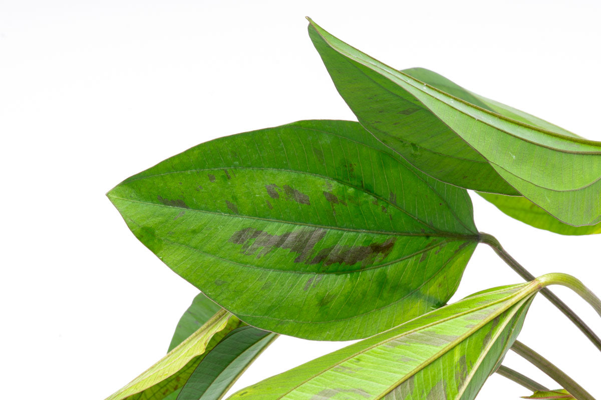 Echinodorus Cordifolius Hybrid - Live Aquatic Plant for Aquariums & Ponds | Easy Care Freshwater Plant for Fish Tanks, Water Gardens & Aquatic Landscaping